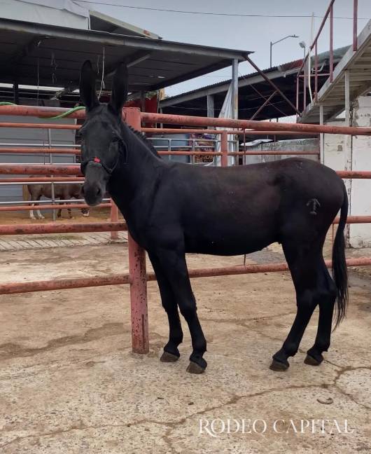 $!Burro negro mojino sin Pangaré.