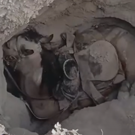 De los dos caballos, uno falleció en el socavón al que cayó durante una Cabalgata en Viesca.