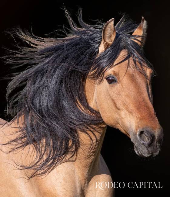 $!Para la exitosa saga de DreamWorks Animation, Donner fue rebautizado como “Spirit” y alcanzó fama mundial.