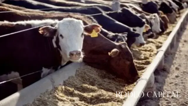 $!Colocarán microchips al ganado ante reapertura de la frontera
