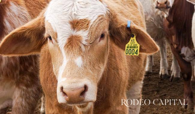 $!La actividad ganadera será uno de los grandes ejes del Rodeo Saltillo, con exhibiciones, subastas y encuentros entre líderes del sector pecuario.