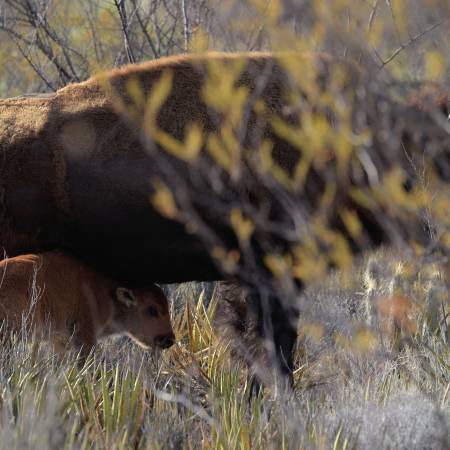 Crece la manada de bisontes en Cuatrociénegas; nacen tres crías
