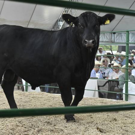 La segunda subasta del Rancho Santa Elena permitió el intercambio comerciales entre ganaderos de Coahuila y otras entidades.