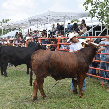 Concurso del Novillo Gordo Expoasis 2025. FOTO: REDES SOCIALES