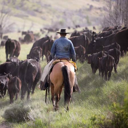 En algunas regiones de México, el 27 de julio se celebra el Día del Vaquero, también en enero hay un fecha para ello, mientras que en EU se celebra el cuarto sábado de julio.