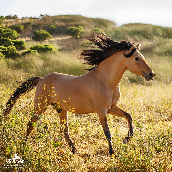 Donner, el mustang Kiger que inspiró a Spirit, nació en 1995 y se convirtió en uno de los caballos más famosos del cine animado.