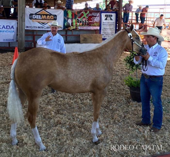 $!Sergio Siller también ha juzgado en concursos de caballos Cuarto de Milla.