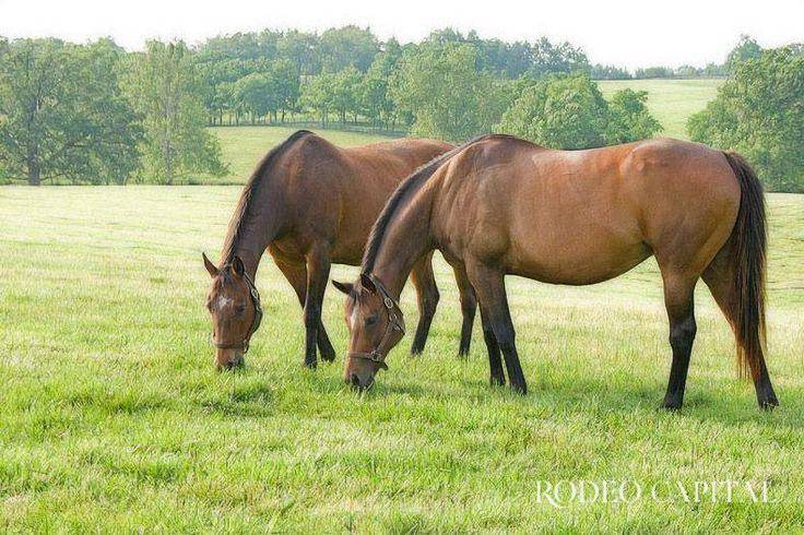 $!Mientras en libertad los caballos pastan a toda hora, en cautiverio sólo lo hacen dos o tres veces al día.