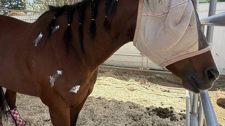 Detail, propiedad de Arielle Phillips, es uno de los caballos heridos por la joven competidora.