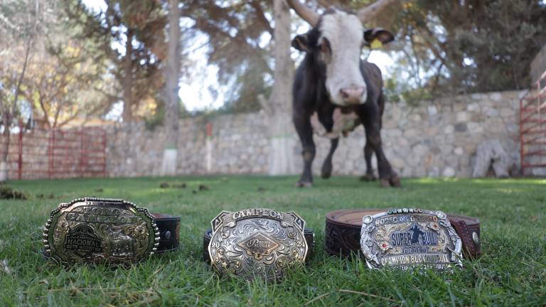 Cat Bird, el toro que ha puesto a prueba a los mejores jinetes del país.