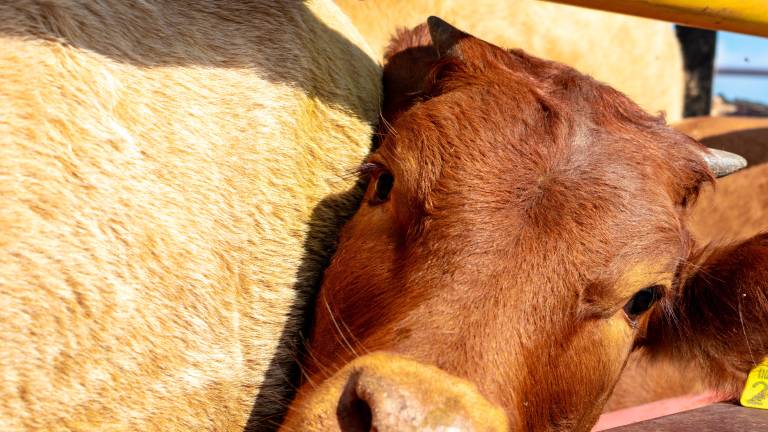 Tom Lasater y su legado de innovación y manejo ecológico en la ganadería
