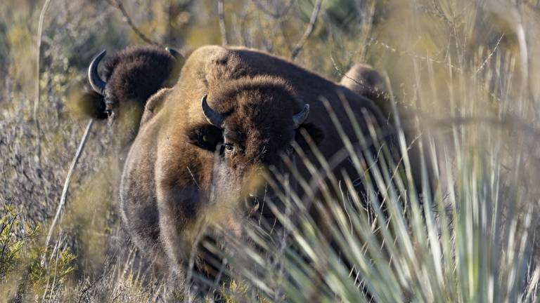 Iyané: Guardián del desierto