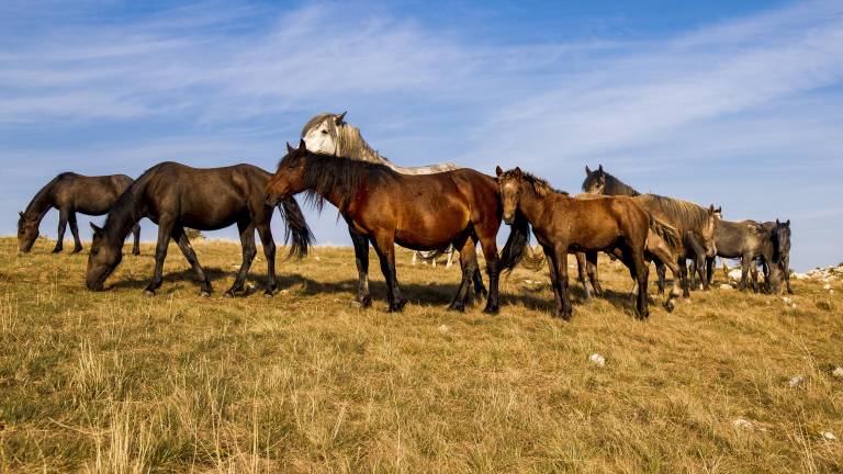 Parte de la salud del caballo implica que pueda socializar con otros animales.