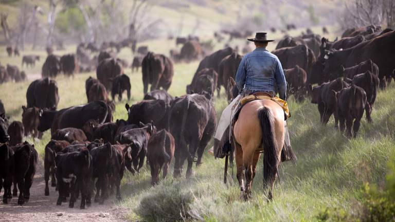En algunas regiones de México, el 27 de julio se celebra el Día del Vaquero, también en enero hay un fecha para ello, mientras que en EU se celebra el cuarto sábado de julio.