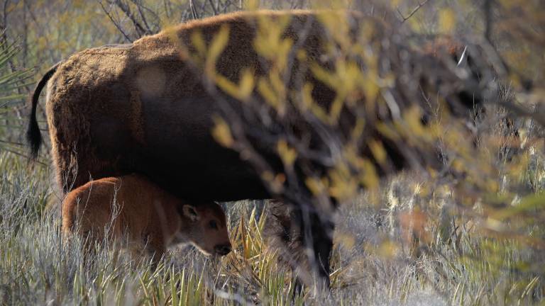 Crece la manada de bisontes en Cuatrociénegas; nacen tres crías