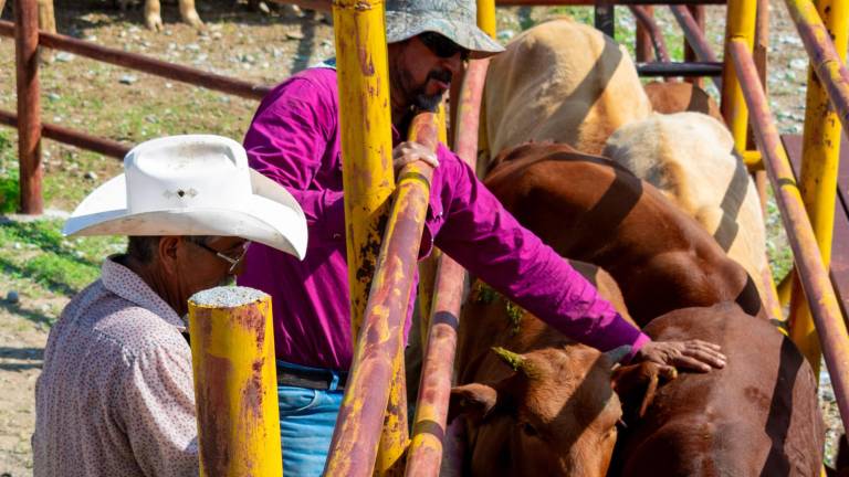 Pulso Ganadero: El precio de sostener un legado