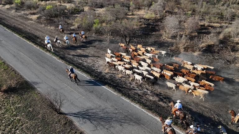 ¡Más de 200 cabezas de ganado! Así se vive la arreada de Múzquiz 2025