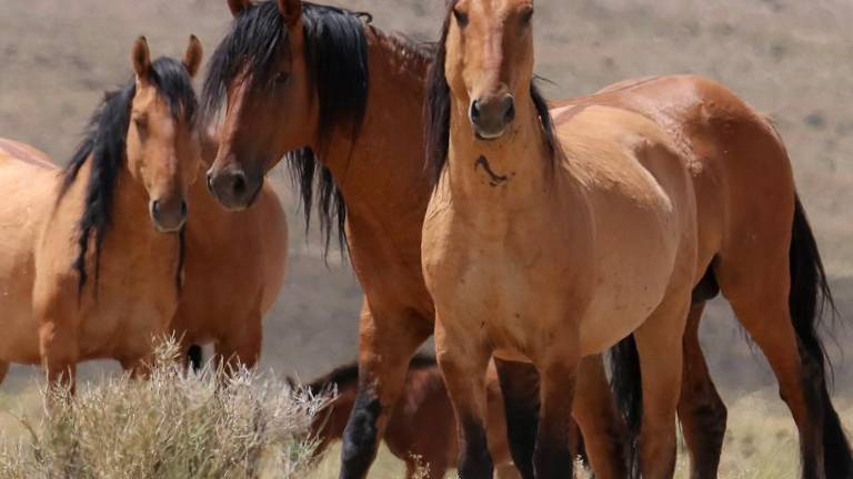 Los mustangs kiger y sulphur conservan una carga genética clave para rescatar al caballo criollo mexicano.