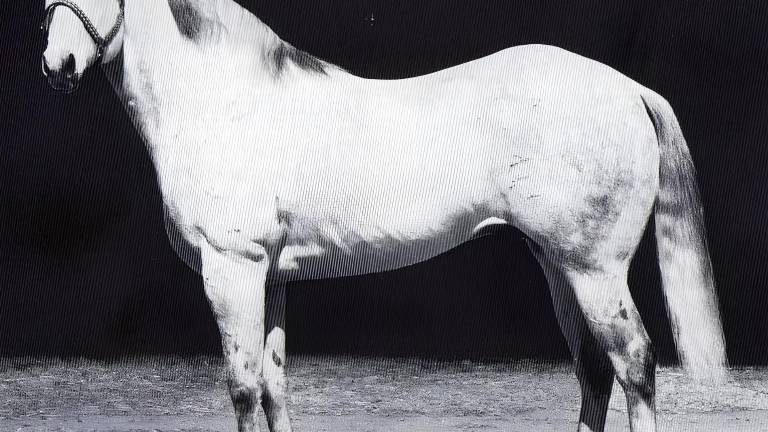 Caballos Leyenda: Jackie Bee, con espíritu que trasciende