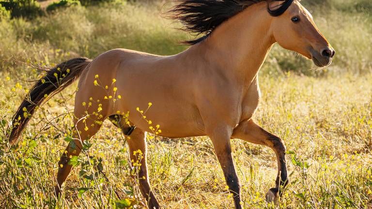 Donner, el mustang Kiger que inspiró a Spirit, nació en 1995 y se convirtió en uno de los caballos más famosos del cine animado.