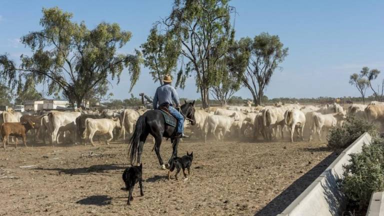 Sus conocimientos en el manejo del ganado, el territorio, el clima y los animales hacen del vaquero la pieza clave del campo mexicano.