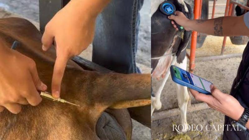 $!Colocarán microchips al ganado ante reapertura de la frontera