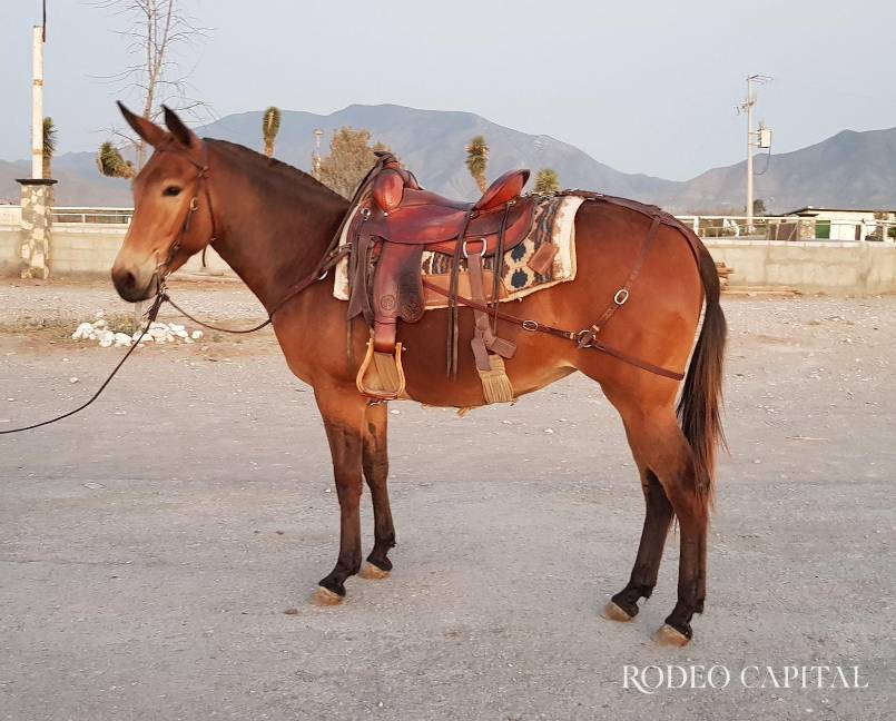 $!Mula colorada con patrón Pangaré y gen Agouti.