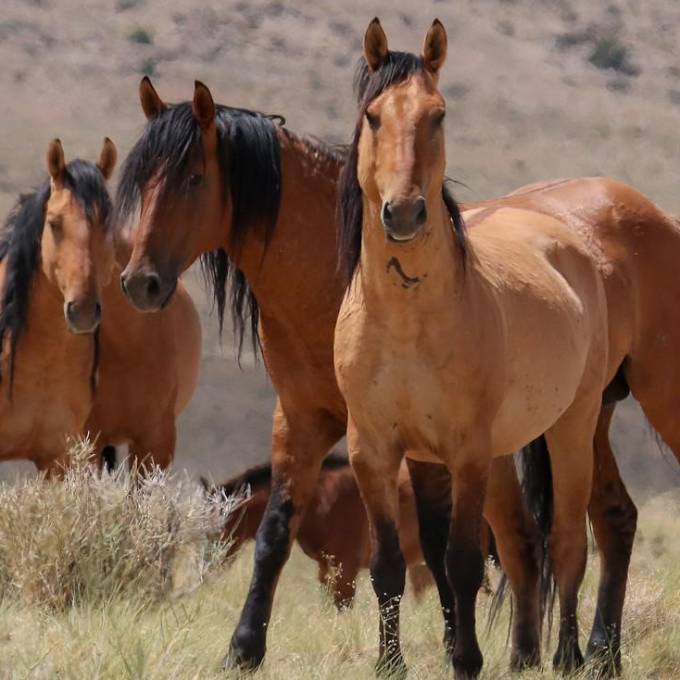 Los mustangs kiger y sulphur conservan una carga genética clave para rescatar al caballo criollo mexicano.