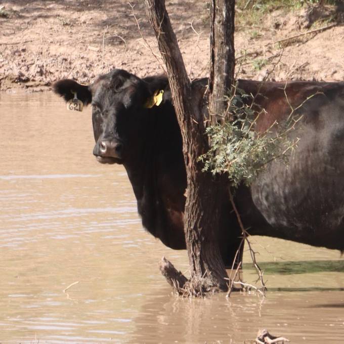 Cuando el agua se planea correctamente, el pastoreo se ordena solo.