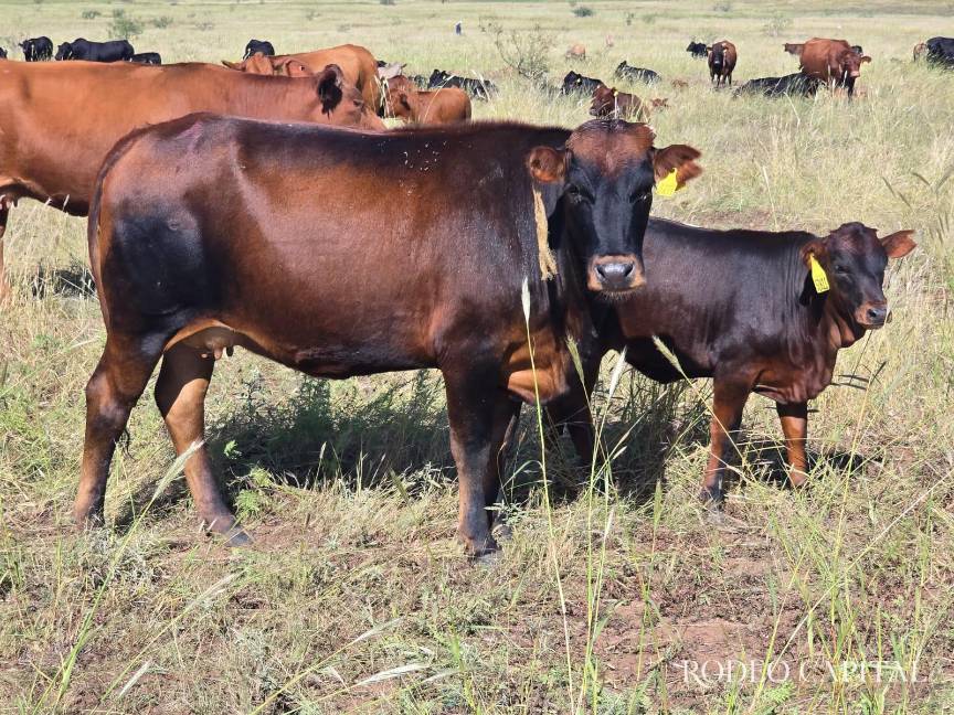 $!La salud del ecosistema es también la salud del ganado y la base del sustento rural.