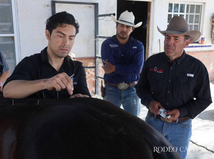 $!Con técnicas de quiropraxia, punción seca y terapia manual, Édgar Delgado ayuda a mejorar la movilidad, el rendimiento y el bienestar de los caballos de competencia.