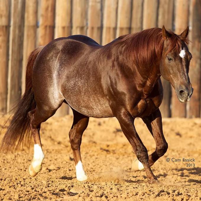 High Brow Cat fue incluido en el Salón de la Fama del Caballo Cuarto de Milla Americano en 2023.