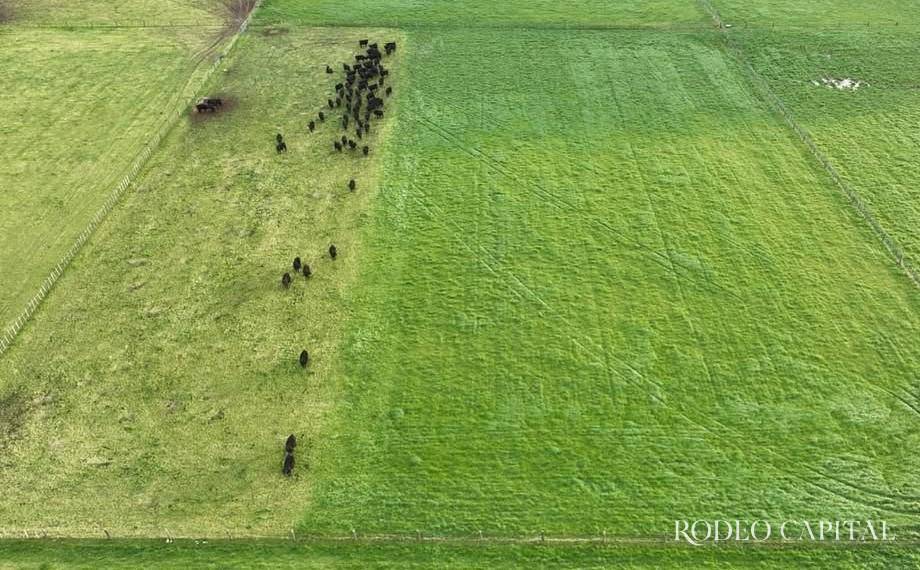 $!Cercado virtual en ganadería: cómo los collares GPS revolucionan el manejo del hato y la conservación del campo
