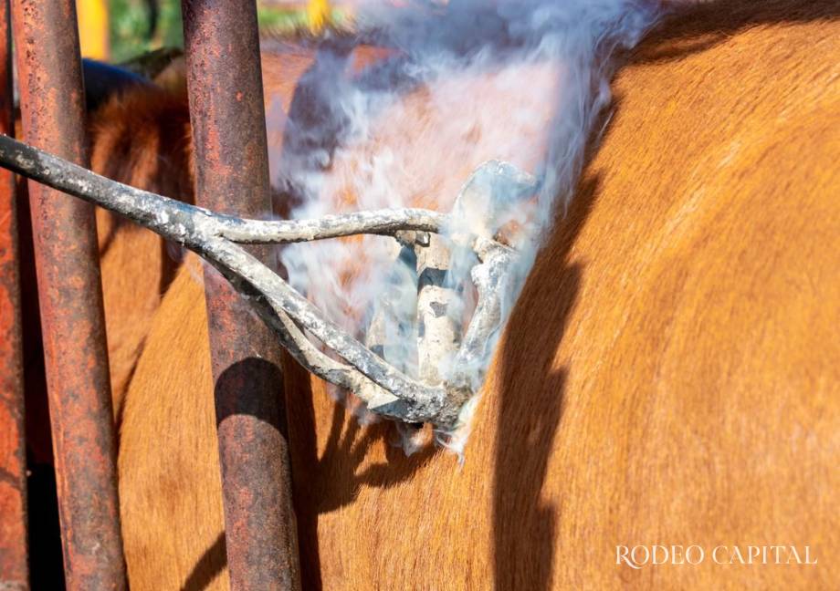 $!Sementales de registro fortalecen la genética del hato coahuilense, clave para un futuro más productivo.