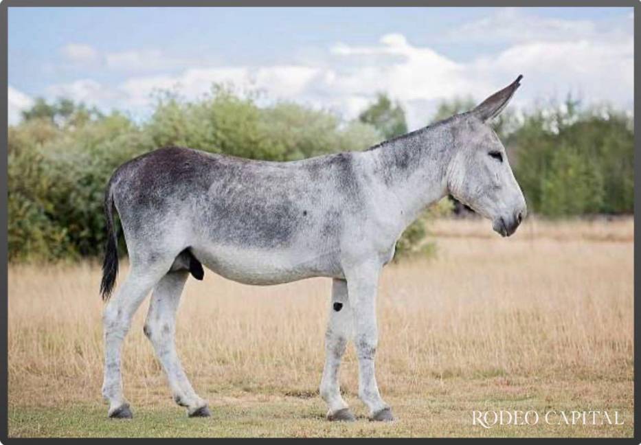 $!Burro negro con patrón Roan y Pangaré.