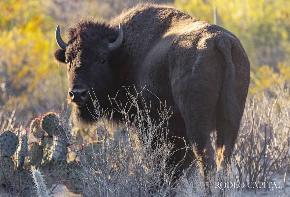 $!Con su paso pesado y silencioso, el bisonte vuelve a activar la memoria viva del Valle de Cuatro Ciénegas.