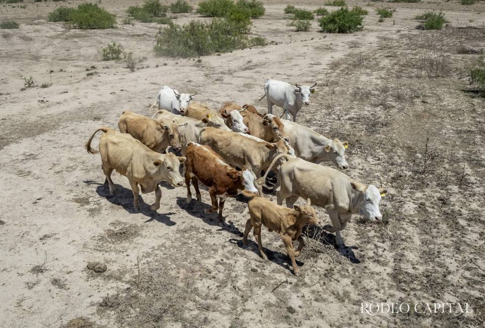 $!Los productores ganaderos enfrentan el reto de conservar agua, alimento y condición corporal de sus animales.