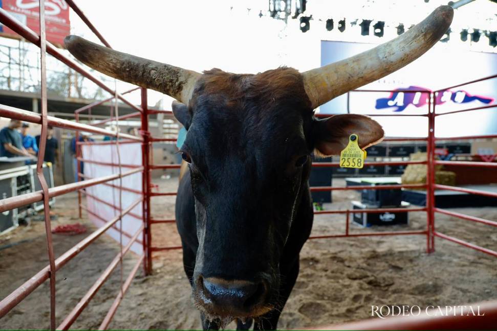 $!En esta batalla final se enfrentarán 30 toros contra 27 jinetes en el Lienzo Charro Prof. Enrique González Treviño.