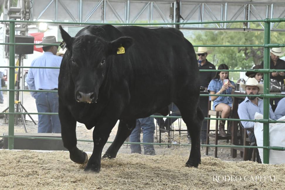 $!La raza Angus negro fue protagonista de esta subasta realizada en Castaños.