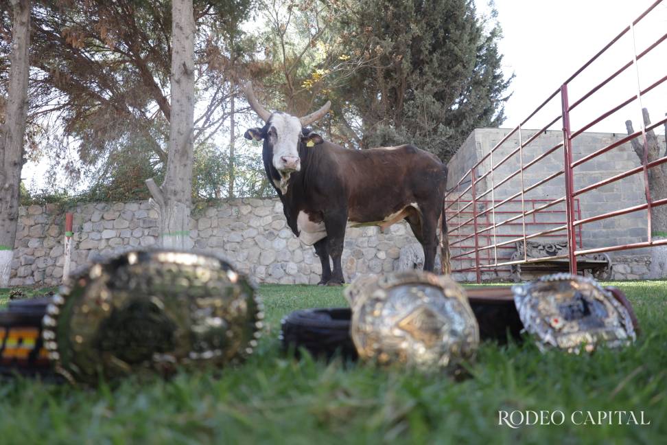 $!Cat Bird es uno de los toros más reconocidos de Ganadería La Herradura, un ejemplar que impone respeto apenas pisa la arena.