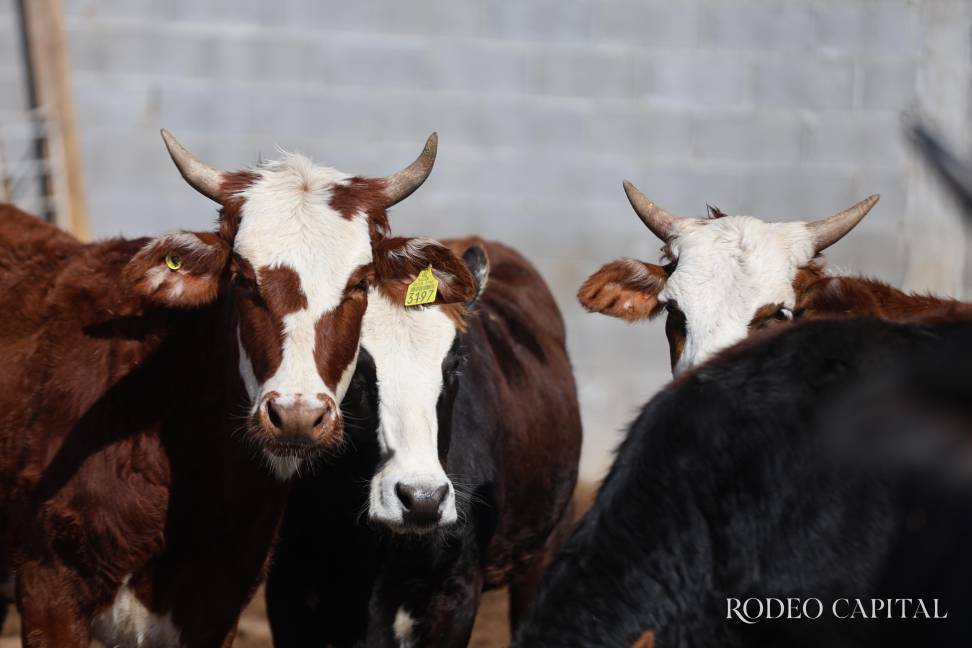 $!Los hijos de Hocus Pocus, Cat Bird y Ring of Fire representan la nueva generación de toros de reparo.