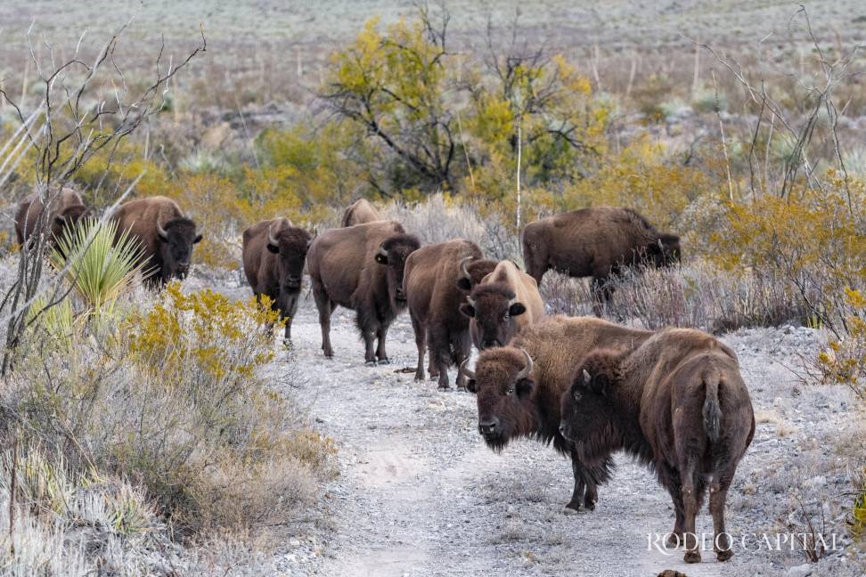 $!Tras 150 años de ausencia, el bisonte americano pisa otra vez la tierra que ayudó a formar.