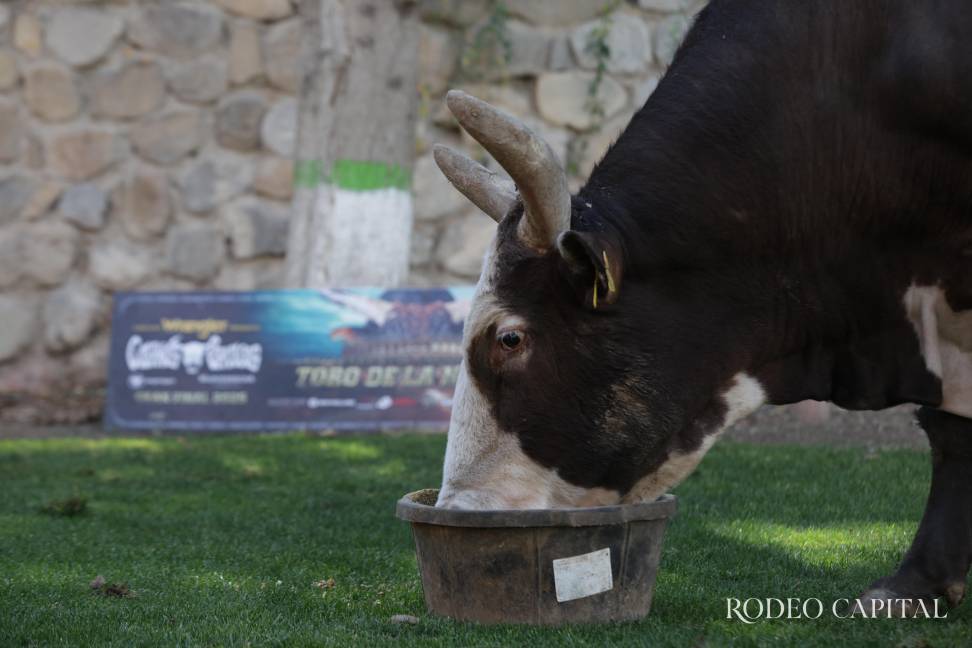 $!Ha sido reconocido como el mejor toro en varios eventos e incluso en circuitos nacionales.