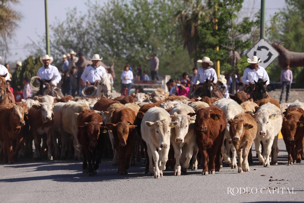 $!Se espera superar la participación del 2025, con 70 jinetes arreando más de 400 cabezas de ganado por las calles de Múzquiz. FOTO: RODEO CAPITAL