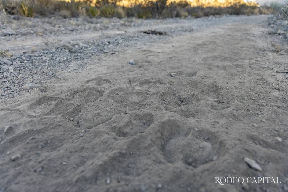 $!Cada huella del bisonte es un recordatorio de que el desierto también se regenera.