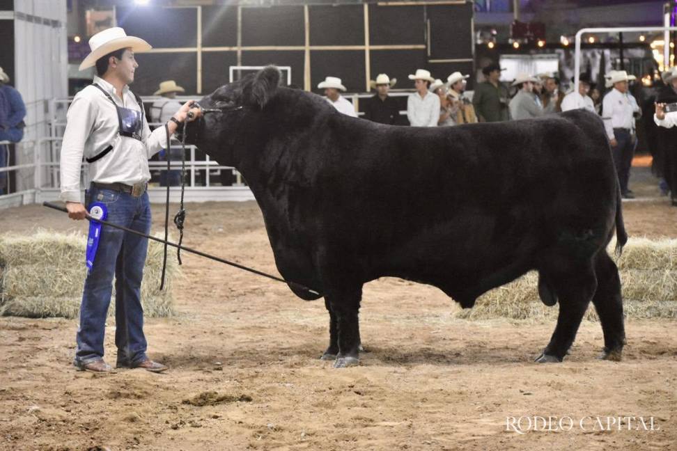 $!La Exposición Nacional Angus convertirá a Saltillo en escaparate de excelencia ganadera con la presencia de 34 ganaderías y 200 ejemplares.
