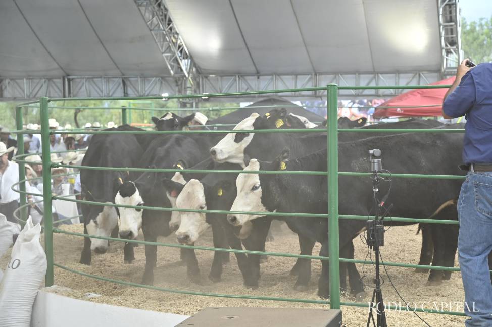 $!Lotes de vaquillas y becerras comerciales también se ofertaron en la subasta.