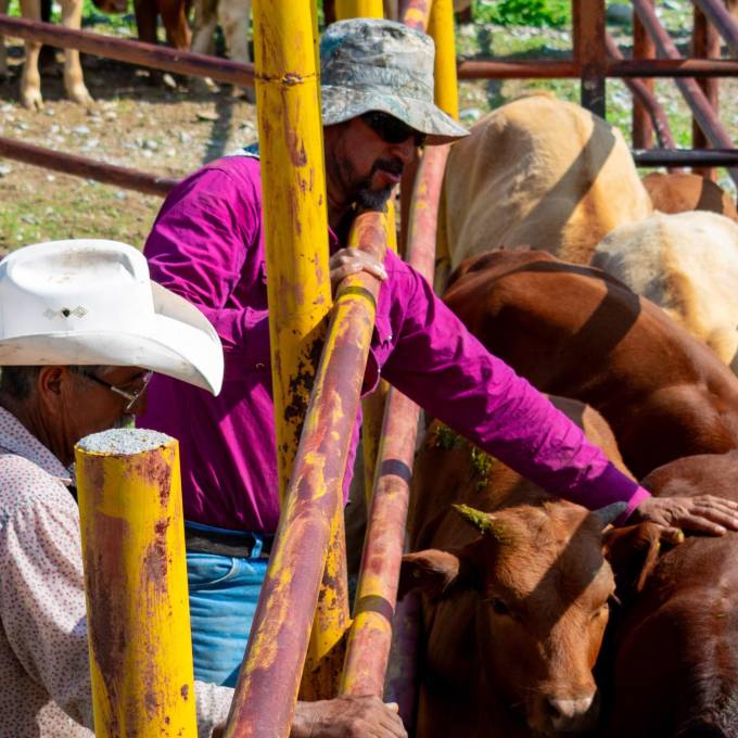 Pulso Ganadero: El precio de sostener un legado